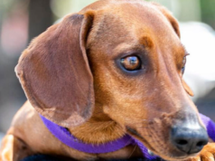 Habilitaron el transporte de mascotas en micros y trenes de larga distancia