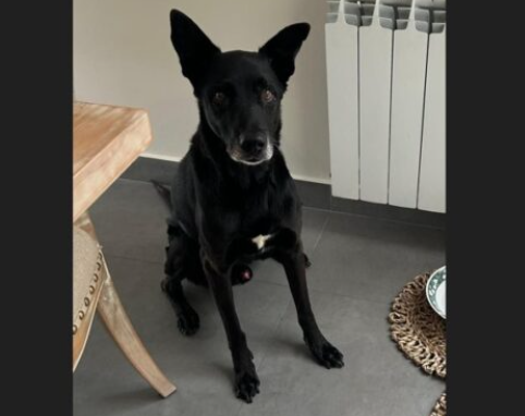 Captura de pantalla 2026-01-20 110417