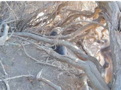 Nuevo streaming del Conicet: los pingüinos de Magallanes