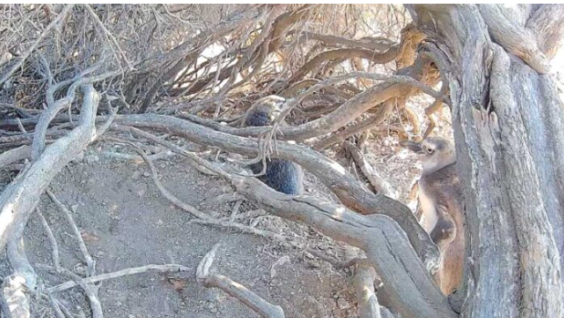 Captura de pantalla 2026-01-30 105531