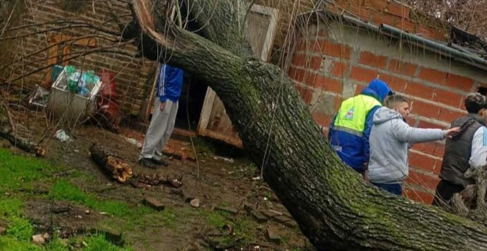 Cortes de luz, árboles caídos y zonas anegadas por el temporal